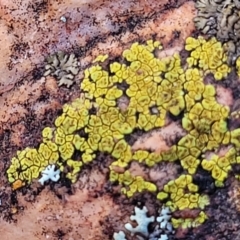 Acarospora citrina at Stromlo, ACT - 8 Jul 2022
