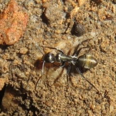 Camponotus aeneopilosus (A Golden-tailed sugar ant) at Block 402 - 7 Jul 2022 by Christine