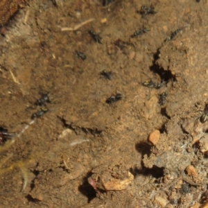 Camponotus aeneopilosus at Stromlo, ACT - 7 Jul 2022 11:43 AM