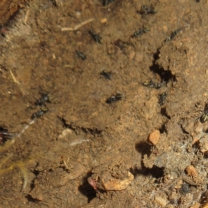 Camponotus aeneopilosus at Stromlo, ACT - 7 Jul 2022