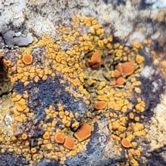 Caloplaca sp. (Firedot Lichen) at Bluetts Block Area - 8 Jul 2022 by trevorpreston