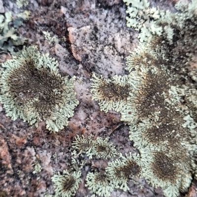 Parmeliaceae (family) (A lichen family) at Piney Ridge - 8 Jul 2022 by trevorpreston
