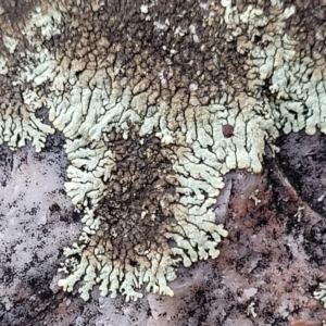 Parmeliaceae (family) at Stromlo, ACT - 8 Jul 2022