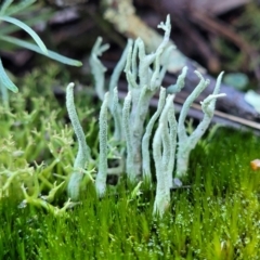 Collema glaucophthalmum (A lichen) at Block 402 - 8 Jul 2022 by trevorpreston