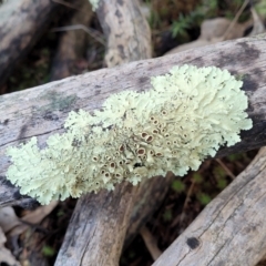 Parmeliaceae (family) at Stromlo, ACT - 8 Jul 2022