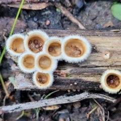 Nidula niveotomentosa (A birds-nest fungus) at Block 402 - 8 Jul 2022 by trevorpreston