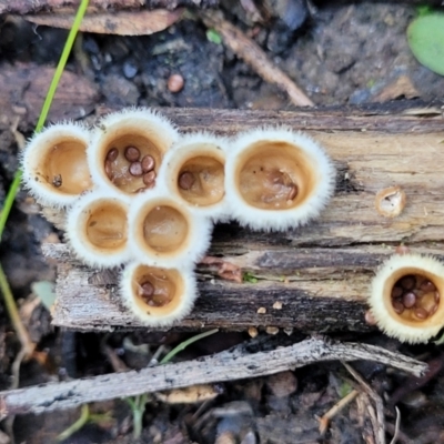Nidula niveotomentosa (A birds-nest fungus) at Stromlo, ACT - 8 Jul 2022 by trevorpreston