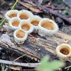 Nidula niveotomentosa at Stromlo, ACT - 8 Jul 2022