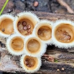 Nidula niveotomentosa at Stromlo, ACT - 8 Jul 2022