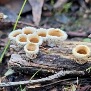 Nidula niveotomentosa at Stromlo, ACT - 8 Jul 2022