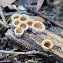 Nidula niveotomentosa at Stromlo, ACT - 8 Jul 2022