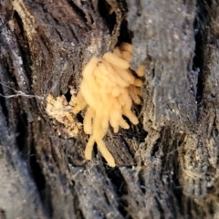 Arcyria sp. (genus) (A slime mould) at Molonglo Valley, ACT - 8 Jul 2022 by trevorpreston