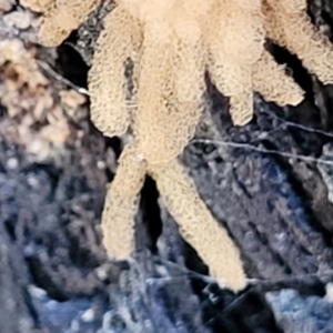 Arcyria sp. (genus) at Molonglo Valley, ACT - 8 Jul 2022