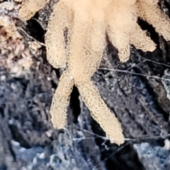 Arcyria sp. (genus) at Molonglo Valley, ACT - 8 Jul 2022