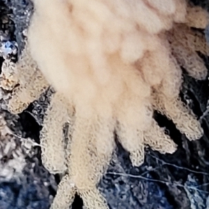 Arcyria sp. (genus) at Molonglo Valley, ACT - 8 Jul 2022