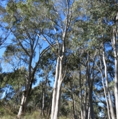 Eucalyptus mannifera (Brittle Gum) at Block 402 - 7 Jul 2022 by Christine
