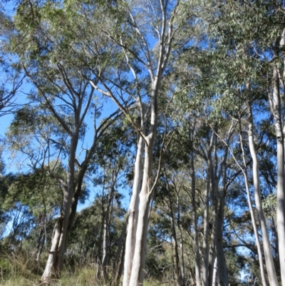 Eucalyptus mannifera (Brittle Gum) at Block 402 - 7 Jul 2022 by Christine