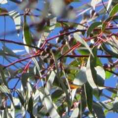 Eucalyptus mannifera at Stromlo, ACT - 7 Jul 2022