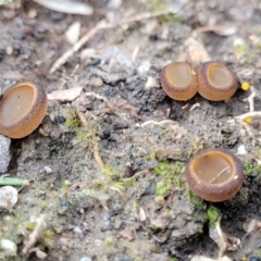 Aleurina ferruginea (Fleshy Cup Fungus) at Block 402 - 8 Jul 2022 by trevorpreston