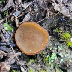 Aleurina ferruginea at Stromlo, ACT - 8 Jul 2022