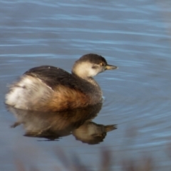 Tachybaptus novaehollandiae (Australasian Grebe) at Lyneham, ACT - 8 Jul 2022 by RobertD