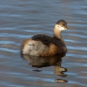 Tachybaptus novaehollandiae at Lyneham, ACT - 8 Jul 2022