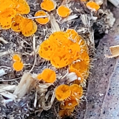 Cheilymenia spp. at Piney Ridge - 8 Jul 2022 by trevorpreston