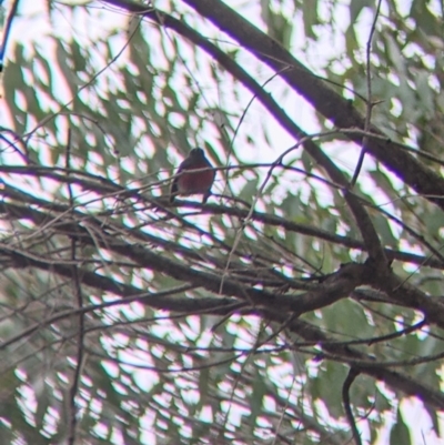 Petroica rosea (Rose Robin) at Bungowannah, NSW - 8 Jul 2022 by Darcy