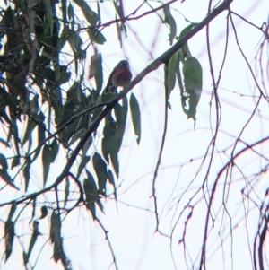 Petroica rosea at Bungowannah, NSW - suppressed