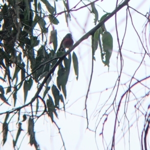 Petroica rosea at Bungowannah, NSW - 8 Jul 2022