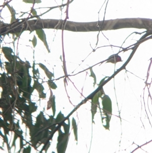 Petroica rosea at Bungowannah, NSW - suppressed