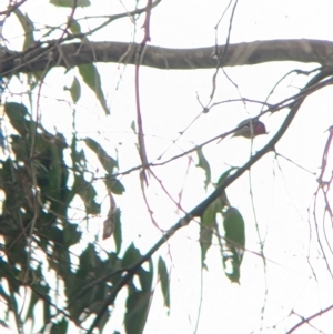 Petroica rosea at Bungowannah, NSW - 8 Jul 2022