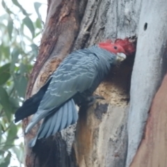 Callocephalon fimbriatum (Gang-gang Cockatoo) at Acton, ACT - 8 Jul 2022 by HelenCross