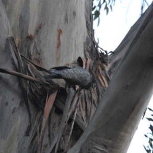 Callocephalon fimbriatum at Acton, ACT - 8 Jul 2022