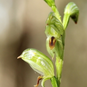 Pterostylis tunstallii at Mittagong, NSW - suppressed