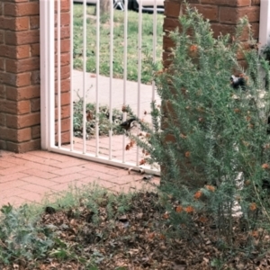 Acanthorhynchus tenuirostris at Gungahlin, ACT - 8 Jul 2022