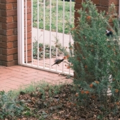 Acanthorhynchus tenuirostris at Gungahlin, ACT - 8 Jul 2022