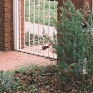 Acanthorhynchus tenuirostris at Gungahlin, ACT - 8 Jul 2022