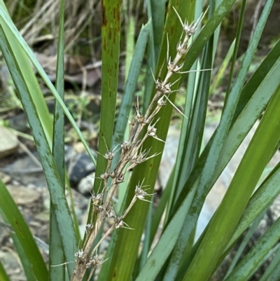 Lomandra longifolia (Spiny-headed Mat-rush, Honey Reed) at Kowen, ACT - 8 Jul 2022 by SteveBorkowskis