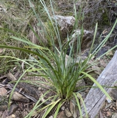 Lomandra longifolia at Kowen, ACT - 8 Jul 2022