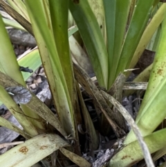 Lomandra longifolia at Kowen, ACT - 8 Jul 2022