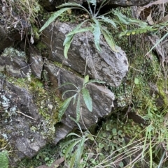 Senecio prenanthoides (Common Forest Fireweed) at Molonglo Gorge - 8 Jul 2022 by Steve_Bok