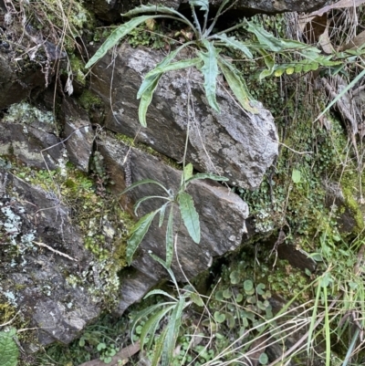 Senecio prenanthoides (Common Forest Fireweed) at Molonglo Gorge - 8 Jul 2022 by SteveBorkowskis