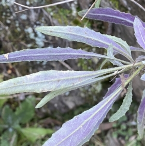 Senecio prenanthoides at Kowen, ACT - 8 Jul 2022