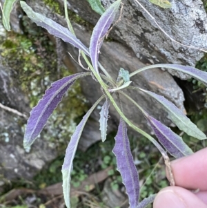 Senecio prenanthoides at Kowen, ACT - 8 Jul 2022