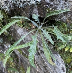 Senecio prenanthoides at Kowen, ACT - 8 Jul 2022