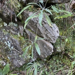 Senecio prenanthoides at Kowen, ACT - 8 Jul 2022