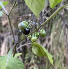 Solanum nigrum (Black Nightshade) at Kowen, ACT - 8 Jul 2022 by SteveBorkowskis