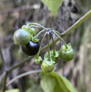 Solanum nigrum at Kowen, ACT - 8 Jul 2022