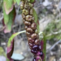 Phytolacca octandra (Inkweed) at Molonglo Gorge - 8 Jul 2022 by SteveBorkowskis